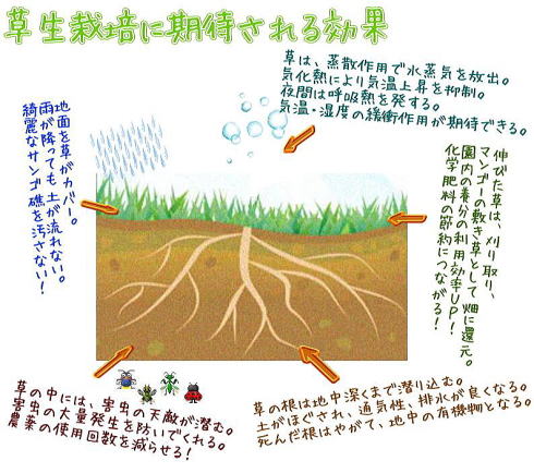 草生栽培によって予想できる効果