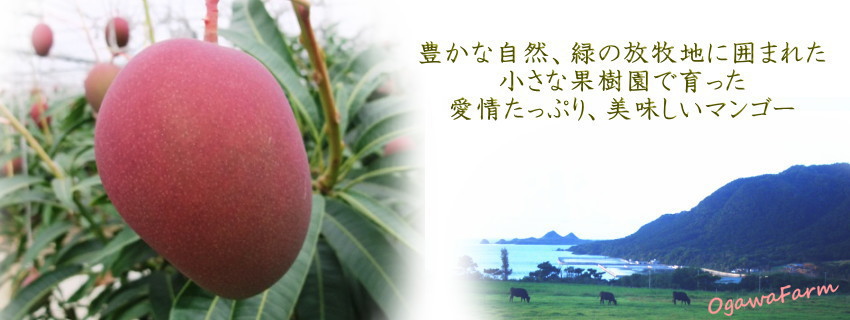マンゴー農園 小川ふぁーむ