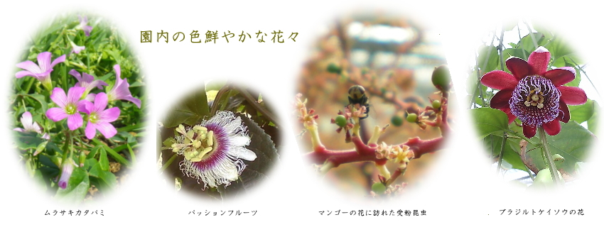 小川ふぁーむの花
